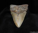 Inch Megalodon Tooth #89-1